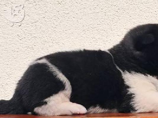 Αμερικανικά κουτάβια Akita TOP